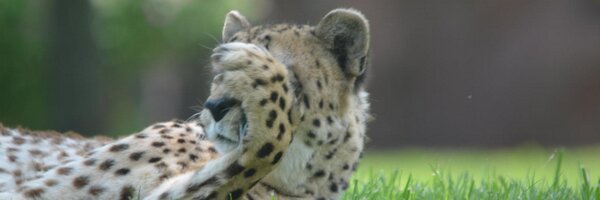 dancongdon Profile Banner