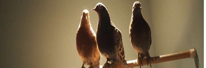 Mezcal Negroni banner