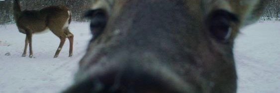 Clodd 🦌🔜 Ibercon banner