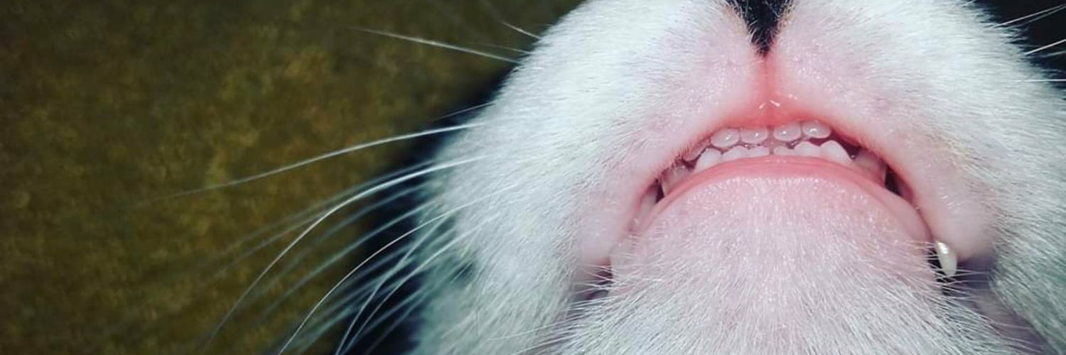 MLeguizamon__'s profile banner image