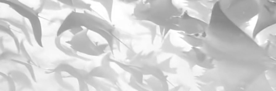 َخالد banner