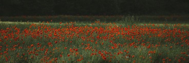 Histerry banner