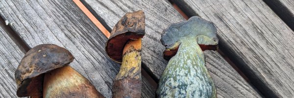 ContainCarlo Profile Banner