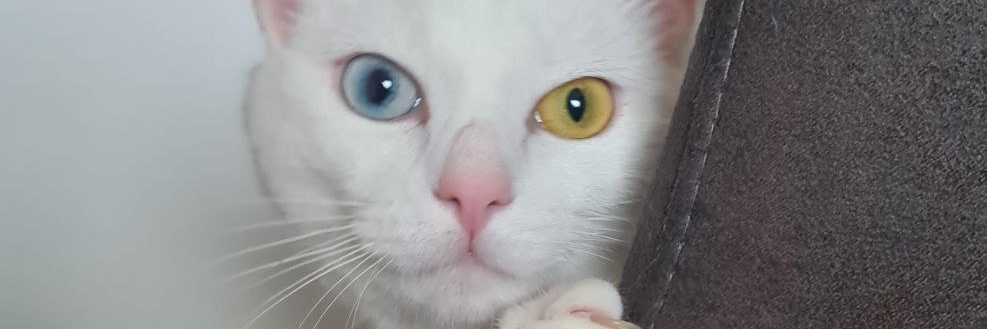 ol_paviola's profile banner image