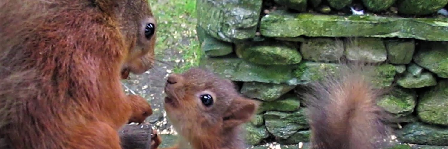 Grasmere Red Squirrels banner