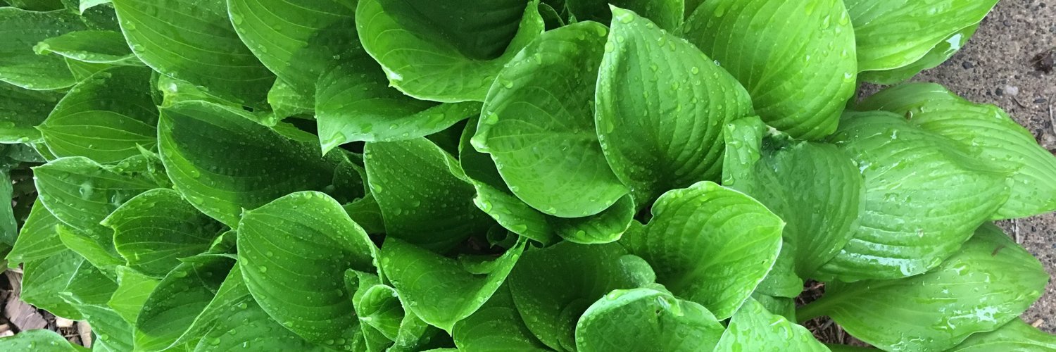 JessicaMLewis's profile banner image