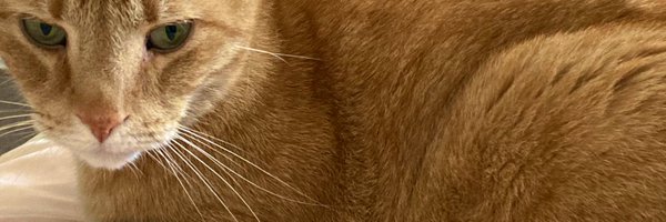 VeraGuo5 Profile Banner