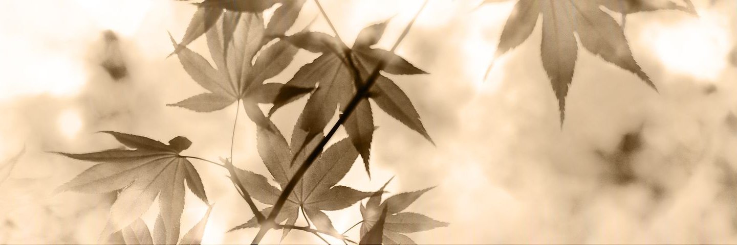 RedWineLes1's profile banner image