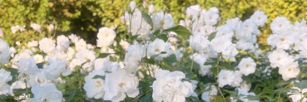 𝓕 ⸝꙳ banner