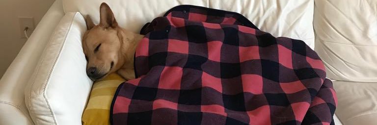 Ted Chow Chow banner