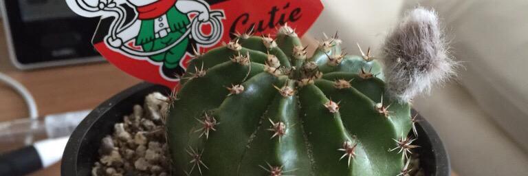 Tuttty01's profile banner image