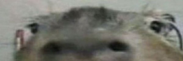 Manuh985 Profile Banner
