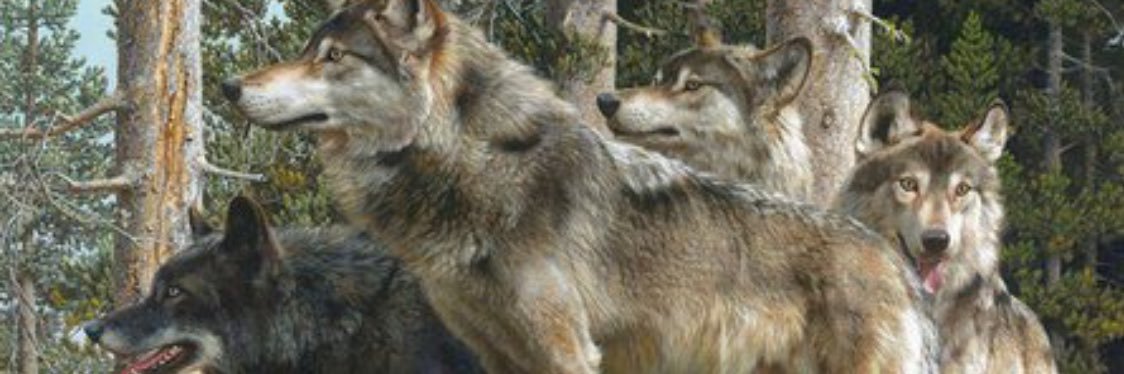 alkareib's profile banner image