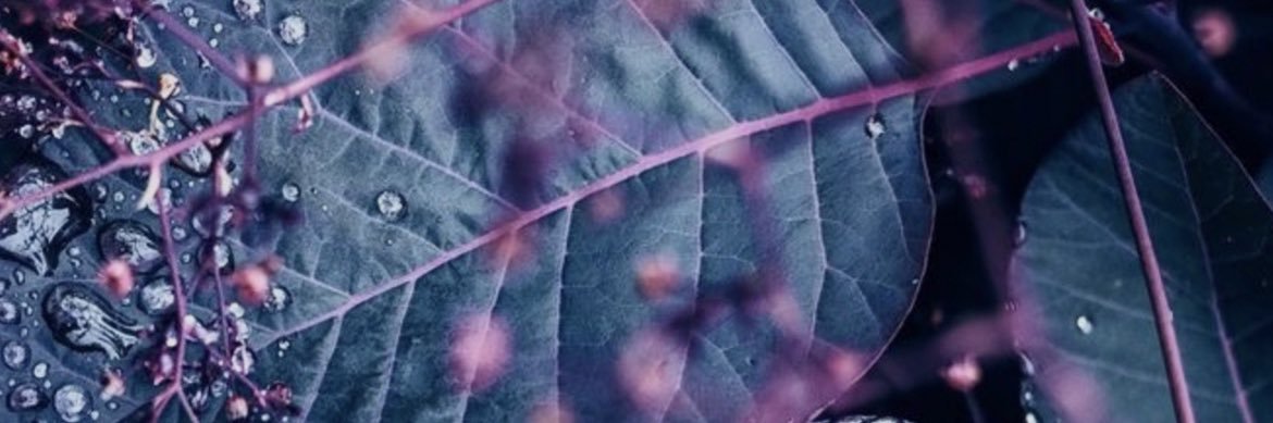 sirok's profile banner image