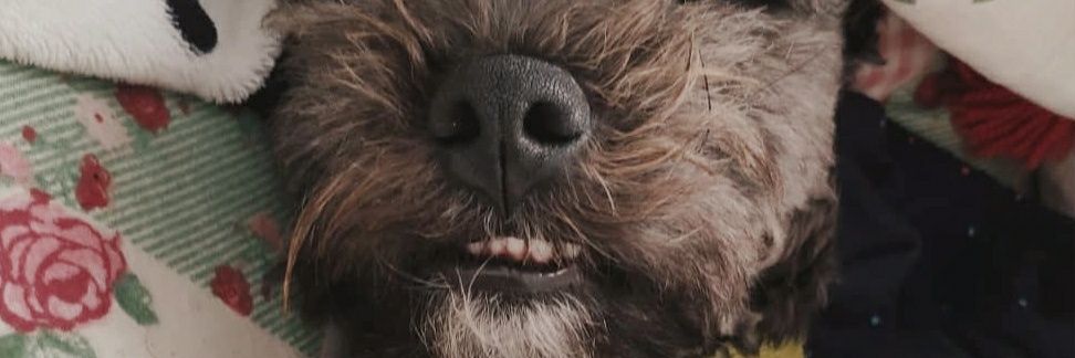 ropizzagalli's profile banner image