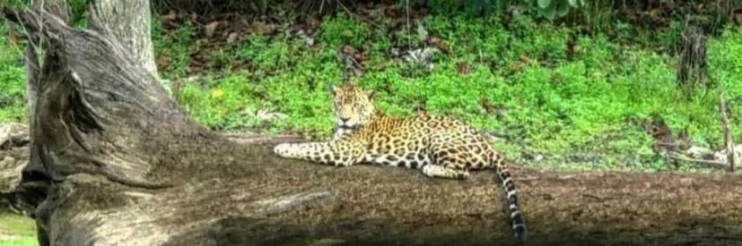 Jay Berbatov 🇲🇨 banner