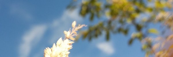 RobRSteward's profile banner image