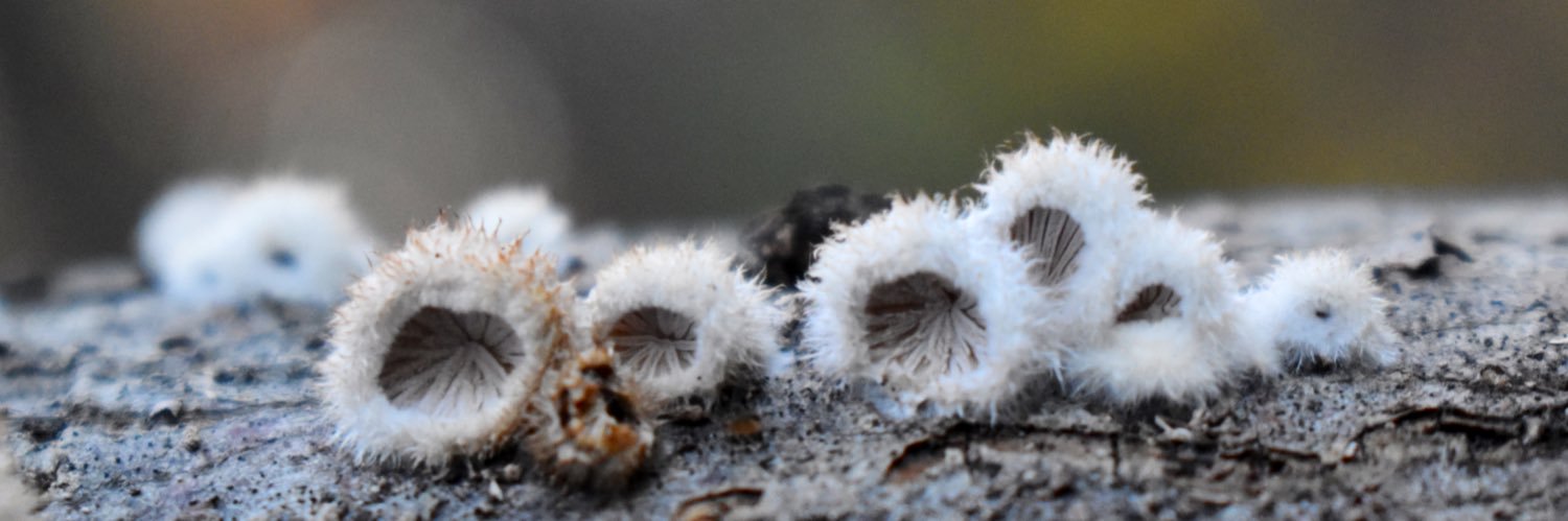 more than mushrooms banner