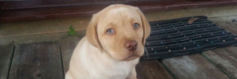 Michael Trethowan banner