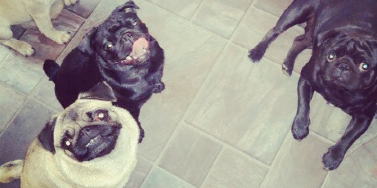 pugcrazy77's profile banner image