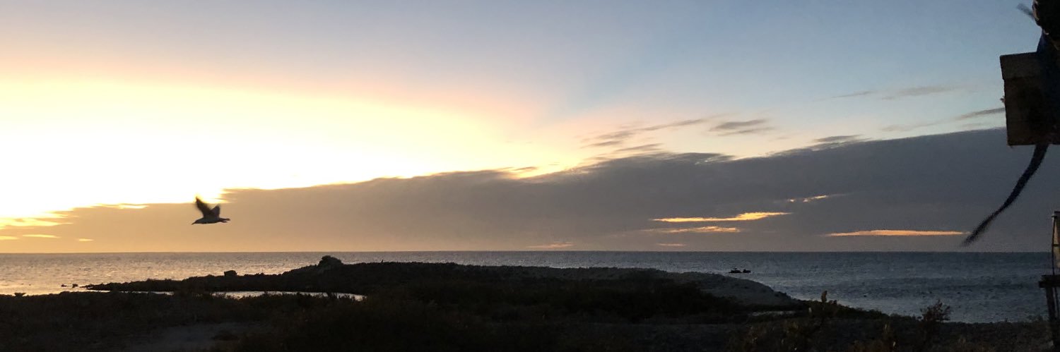 Meisha Liddon banner