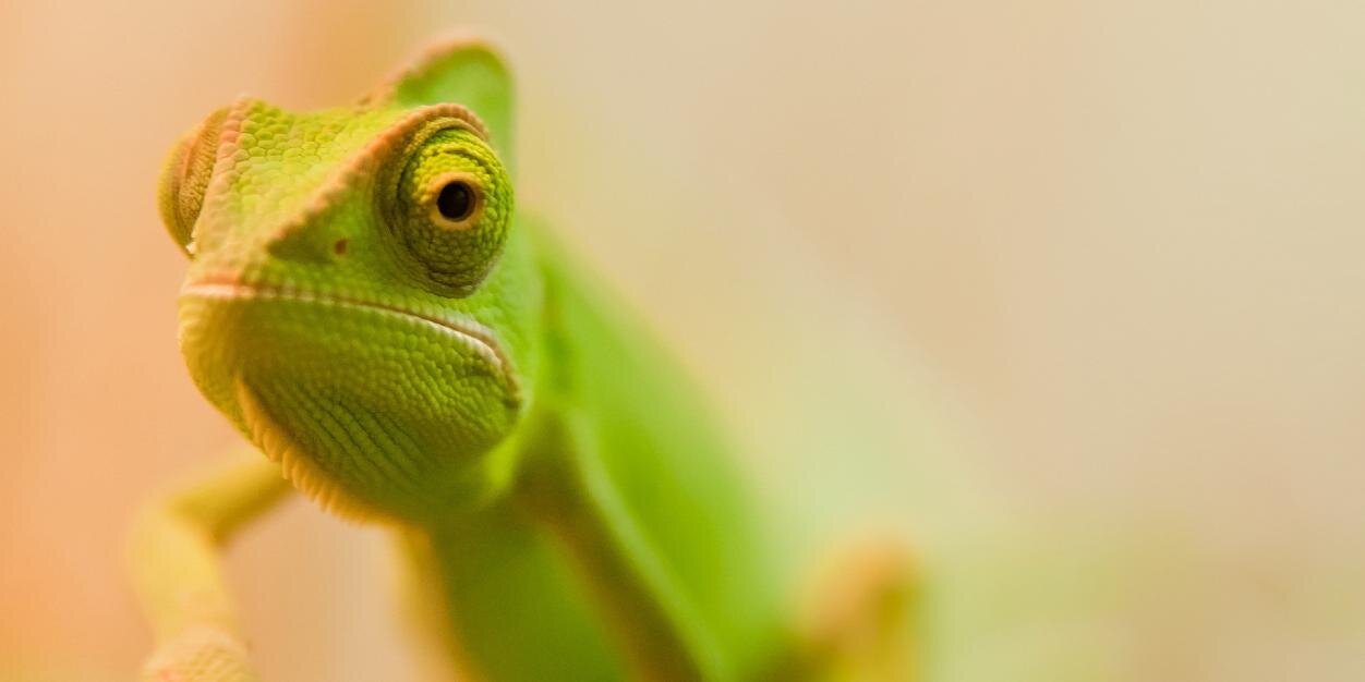kamalyon's profile banner image