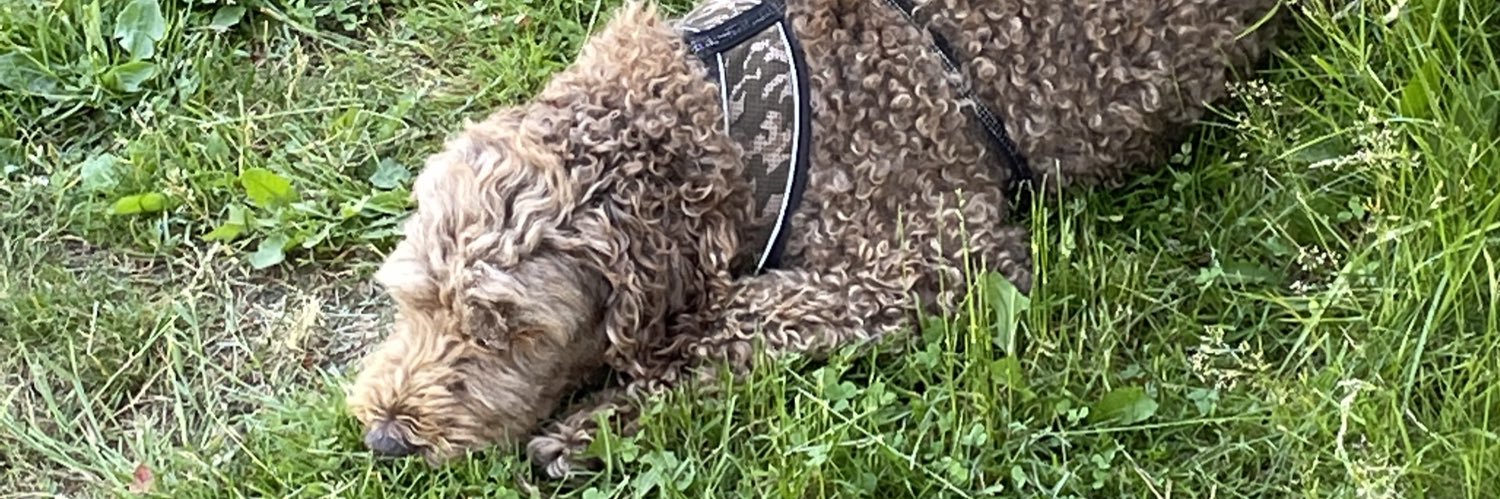 Erik Flybäck banner