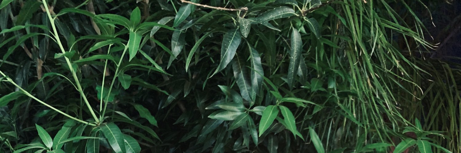 maayanoli's profile banner image