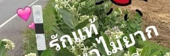 BundeePanya's profile banner image
