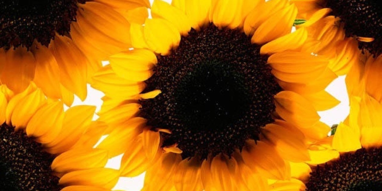 Amy_Cruce's profile banner image