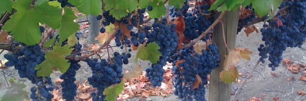 Marguerite L. Thomas banner