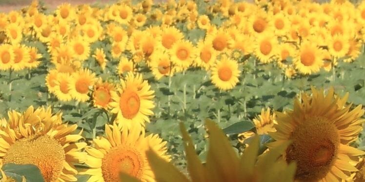 irep guner cakir banner