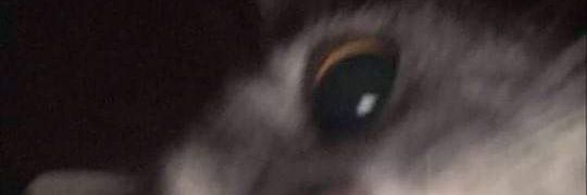 it boy oK? banner