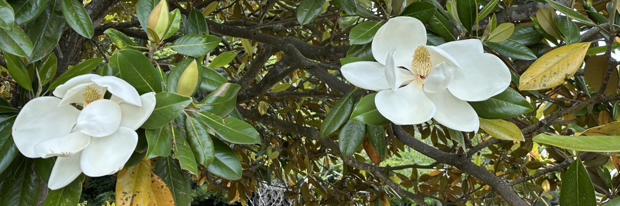 タイサ🐶ゴールデンレトリーバー banner