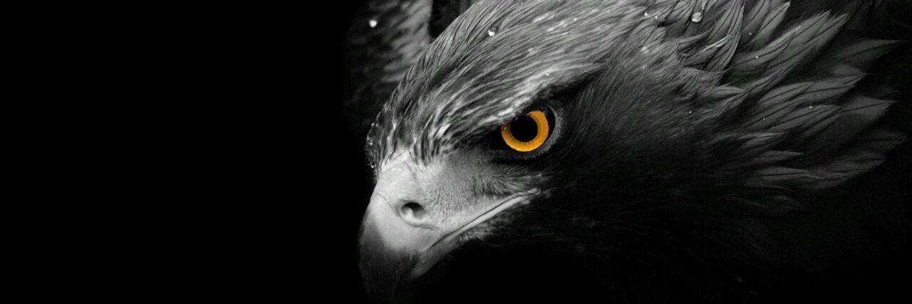 picigeto1's profile banner image