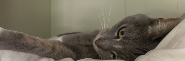 dumbasslaura Profile Banner