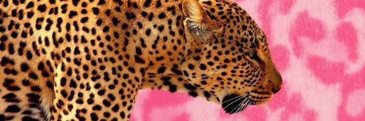 thevenusgiirl's profile banner image