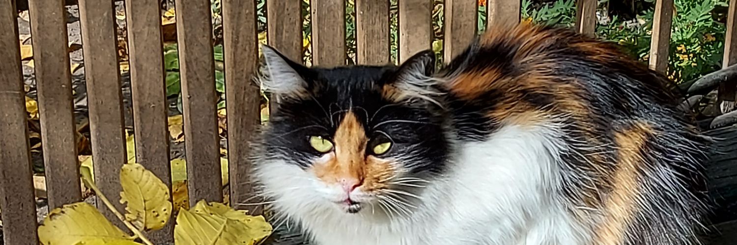 бусениця banner