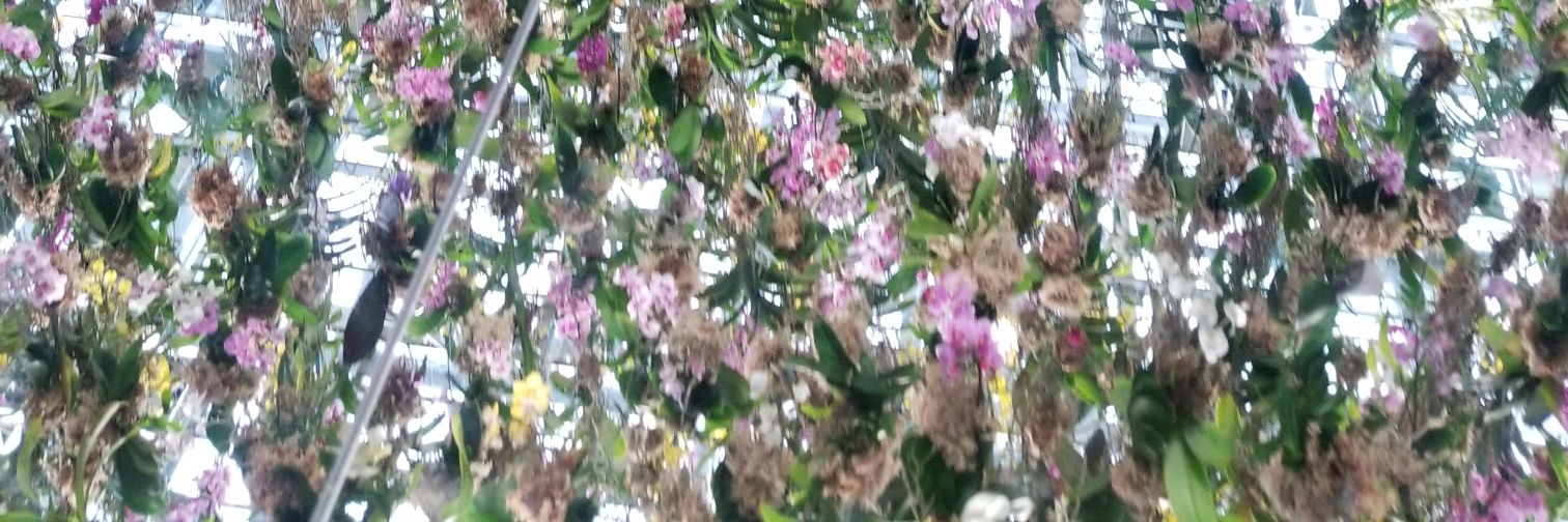 𝓨̆̈ banner