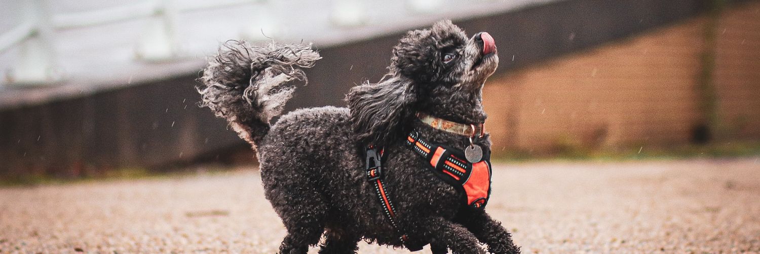 Marvels.Mutts banner