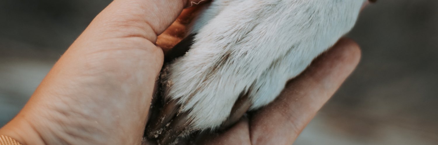 𝐙𝐎𝐄𝐘 & 𝐋𝐀𝐑𝐀 banner