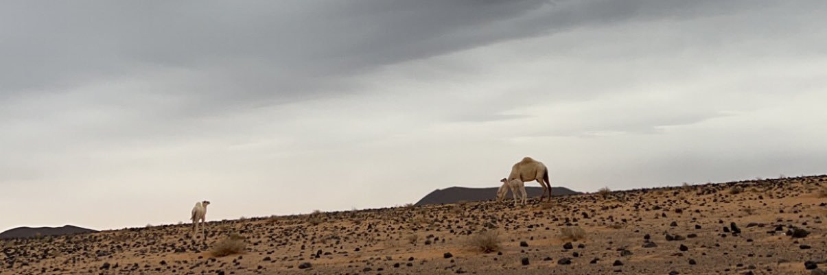 Sami Albalawi banner