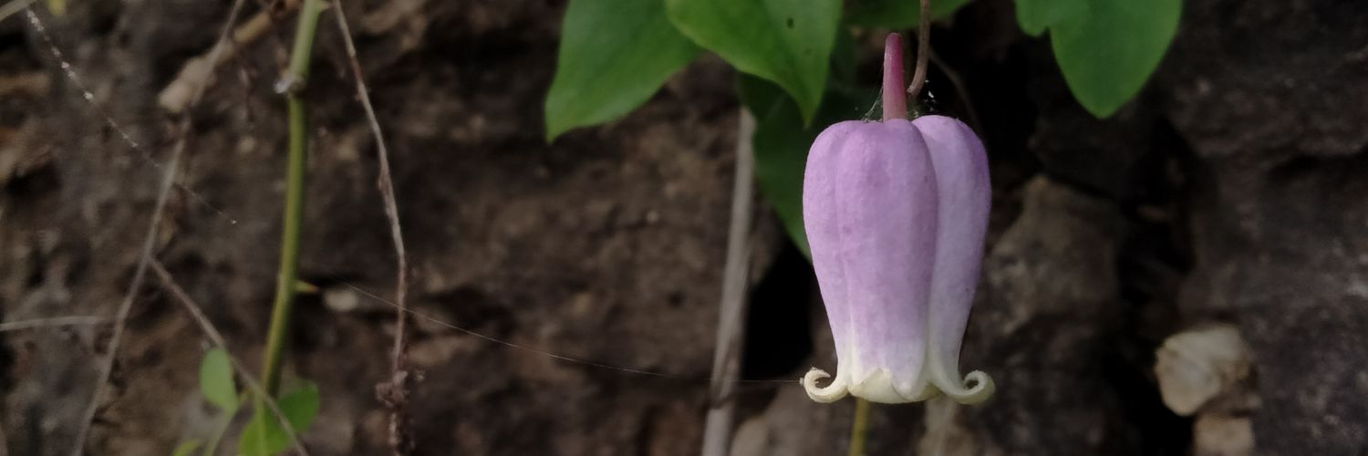 bluebellpots's profile banner image