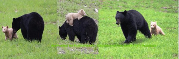 Spirit Bear Whistler Profile Banner