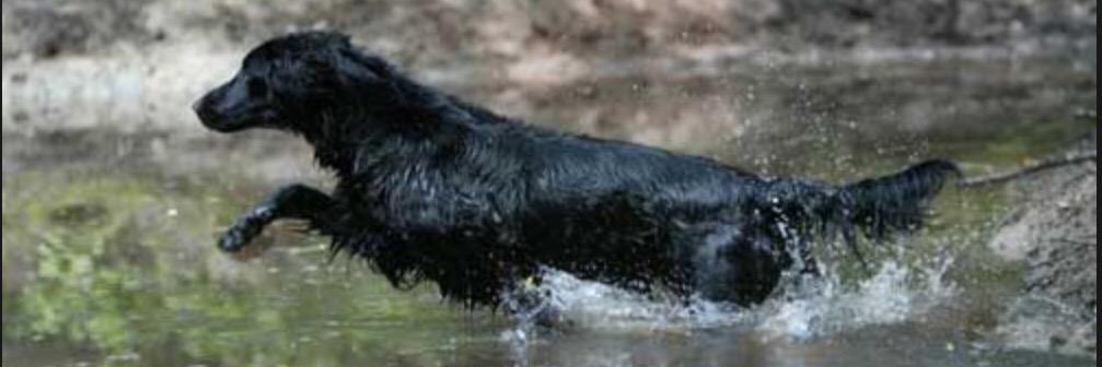 WALKING WOUNDED banner