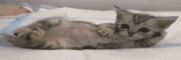 Neshirits Profile Banner