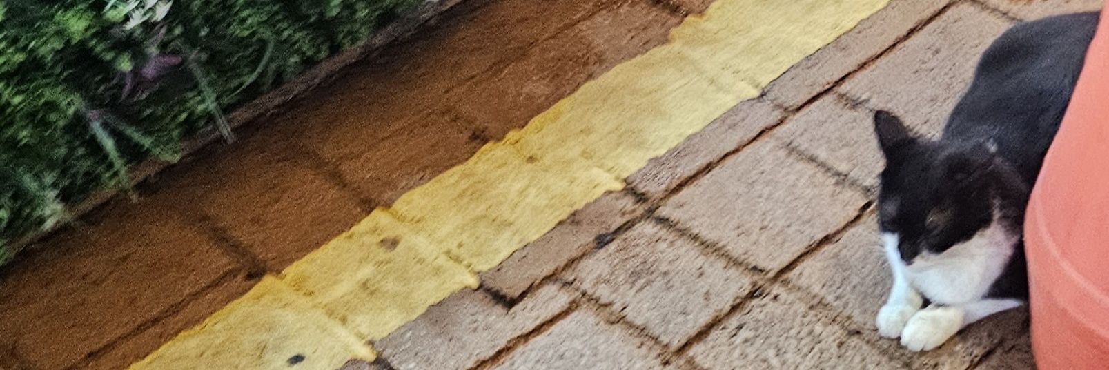 LucyMint𝕏's banner