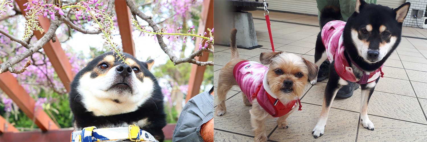 わんこぽっと【犬情報専門アカウント】's banner