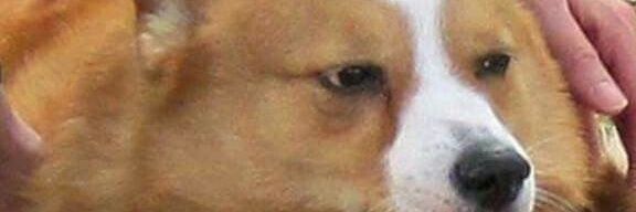 WellionD's profile banner image