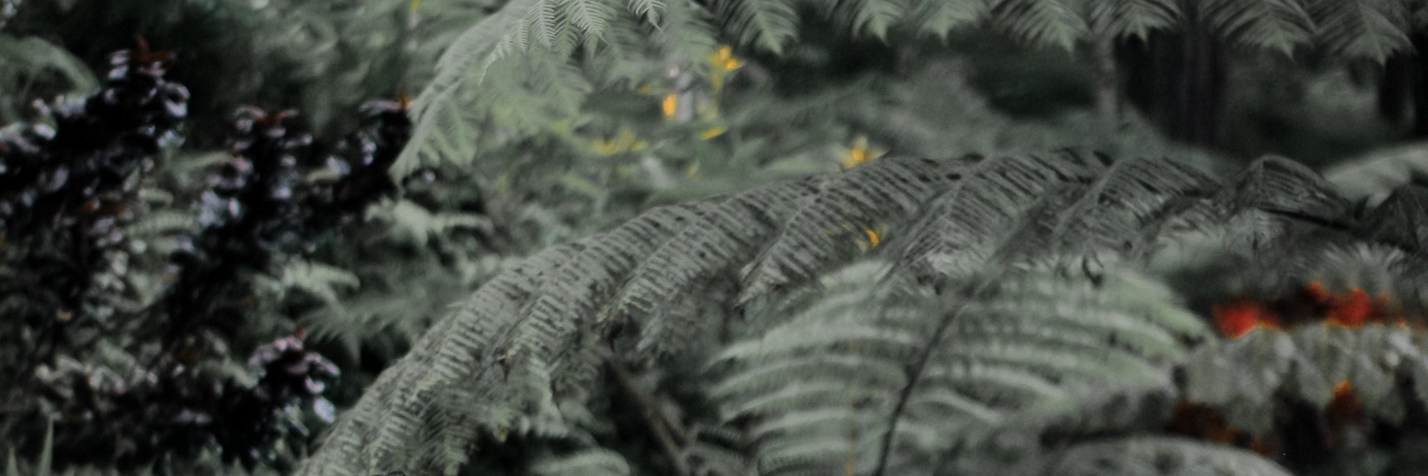Risma_FCP's profile banner image